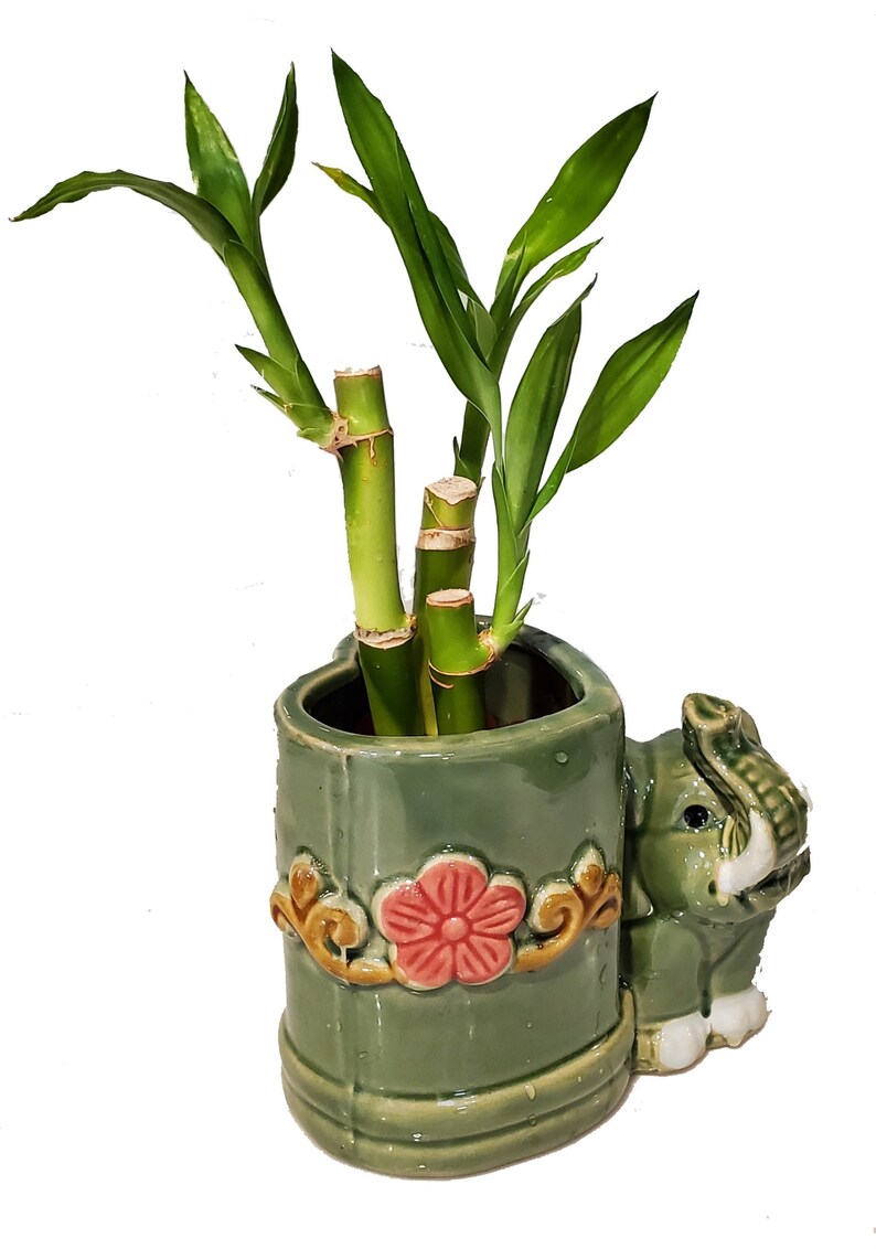 3 Piece Lucky Straight Bamboo Arrangement in Flower Elephant Etsy