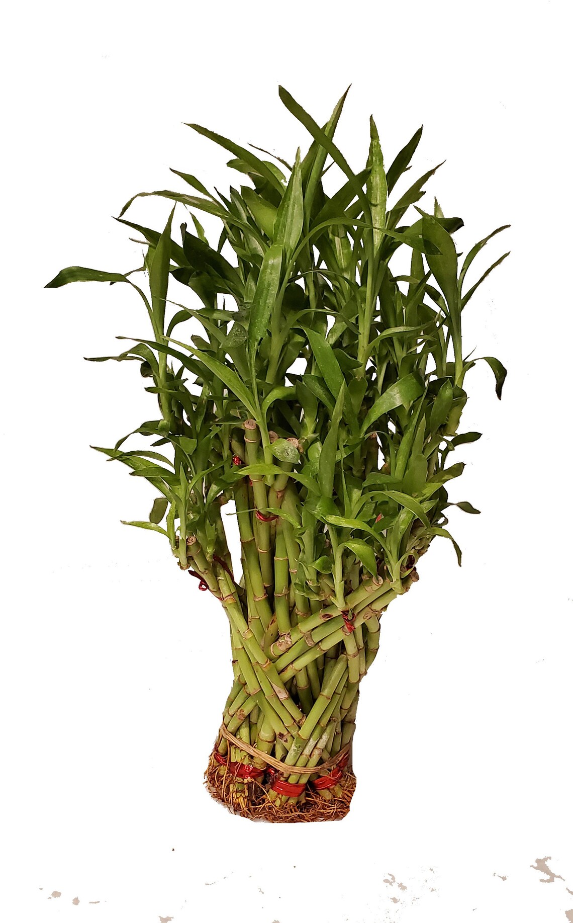 Dragon Bamboo Arrangement Etsy