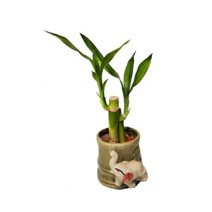 Small Two Piece Straight Lucky Bamboo Arrangement in Elephant Vase