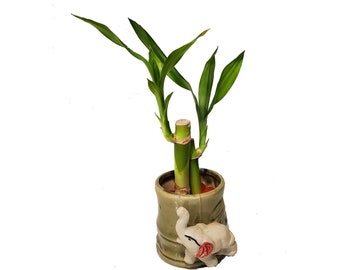 Small Two Piece Straight Lucky Bamboo Arrangement in Elephant Vase