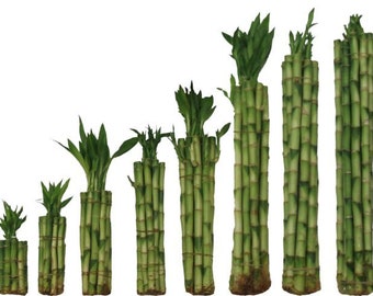 Set of 5 Straight Lucky Bamboo Stalks - 13 Sizes Available, Choose Your From - 4, 6, 8, 10, 12, 14, 16, 18, 20, 24, 30, 32, 36, & 40 Inches