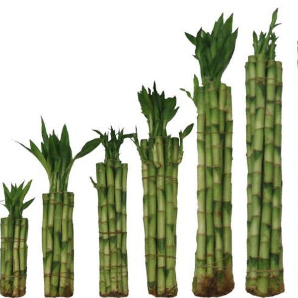 Set of 5 Straight Lucky Bamboo Stalks - 13 Sizes Available, Choose Your From - 4, 6, 8, 10, 12, 14, 16, 18, 20, 24, 30, 32, 36, & 40 Inches