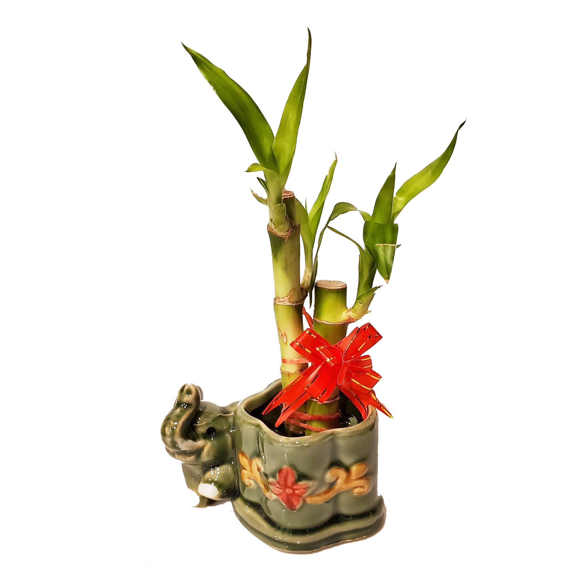 20 Stalk Lucky Straight Bamboo Arrangement In Elephant Chinese ...