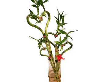 Please Read Entire Listing - SOLD as 1 Heart Shaped Bamboo - Heart Shaped Lucky Bamboo Arrangement - 6, 8, 12, 18, 24 Inches Long Available