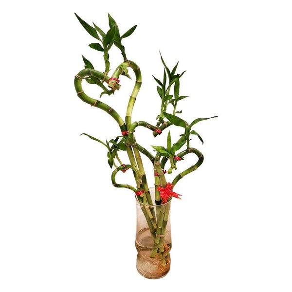 Please Read Entire Listing - SOLD as 1 Heart Shaped Bamboo - Heart Shaped Lucky Bamboo Arrangement - 6, 8, 12, 18, 24 Inches Long Available