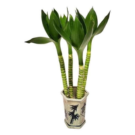 Single Lotus Flower Lucky Chinese Bamboo Plants In Blue And Etsy