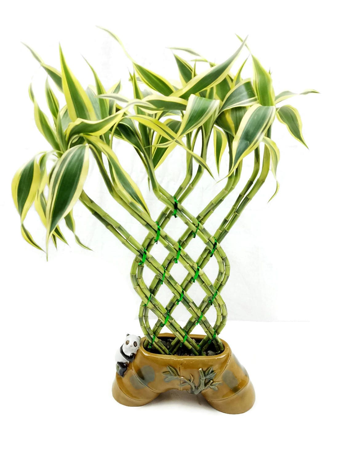 12 Piece Braided Trellis Shaped Lucky Bamboo Plant In A Etsy