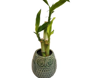 Two Piece Straight Lucky Bamboo Arrangement in an Owl Vase