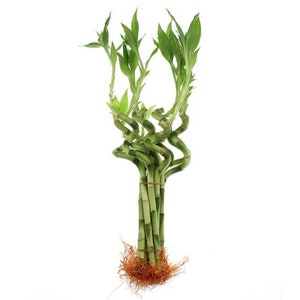 Set of 10 Curly Spiral Lucky Bamboo Stalks 30 Inches, 24 Inches, 18 Inches, 12 Inches, 8 Inches, or 6 Inches Long image 5