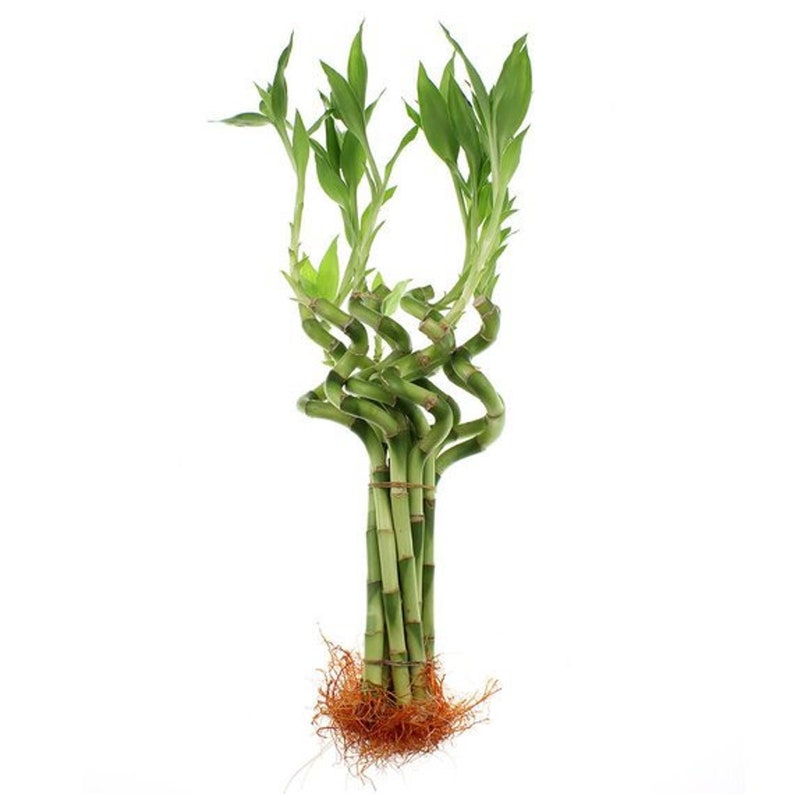 Set of 10 Curly Spiral Lucky Bamboo Stalks 30 Inches, 24 Inches, 18 Inches, 12 Inches, 8 Inches, or 6 Inches Long image 5