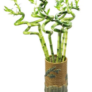 Set of 10 Curly Spiral Lucky Bamboo Stalks 30 Inches, 24 Inches, 18 Inches, 12 Inches, 8 Inches, or 6 Inches Long image 2