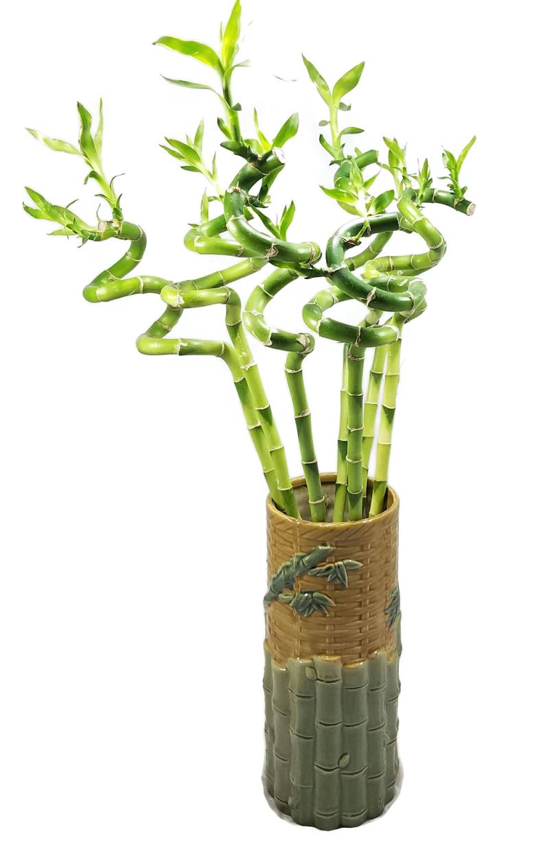 Set of 10 Curly Spiral Lucky Bamboo Stalks 30 Inches, 24 Inches, 18 Inches, 12 Inches, 8 Inches, or 6 Inches Long image 2