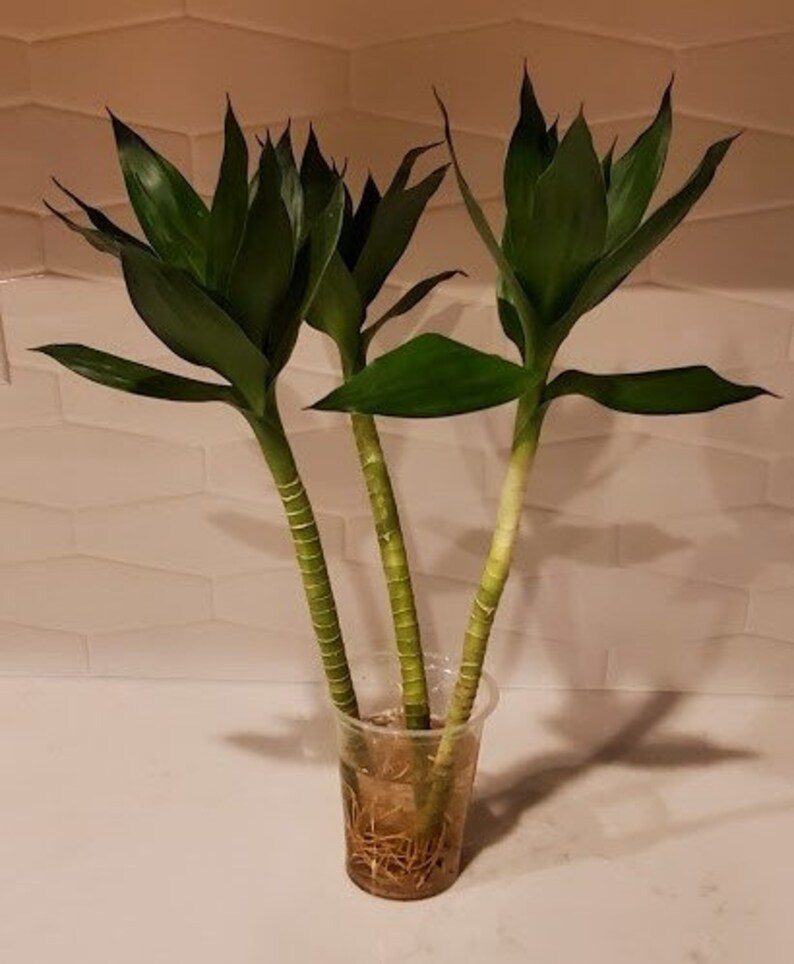 Single Lotus Flower Lucky Chinese Bamboo Plants in Blue and Etsy Lotus motifs motif indian textiles india menu laxmi goddess whitea