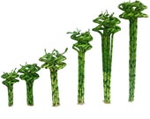 Set of 10 Curly Spiral Lucky Bamboo Stalks 30 Inches, 24 Inches, 18 Inches, 12 Inches, 8 Inches, or 6 Inches Long