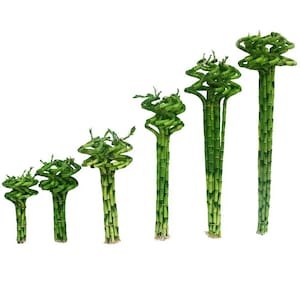 Set of 10 Curly Spiral Lucky Bamboo Stalks 30 Inches, 24 Inches, 18 Inches, 12 Inches, 8 Inches, or 6 Inches Long