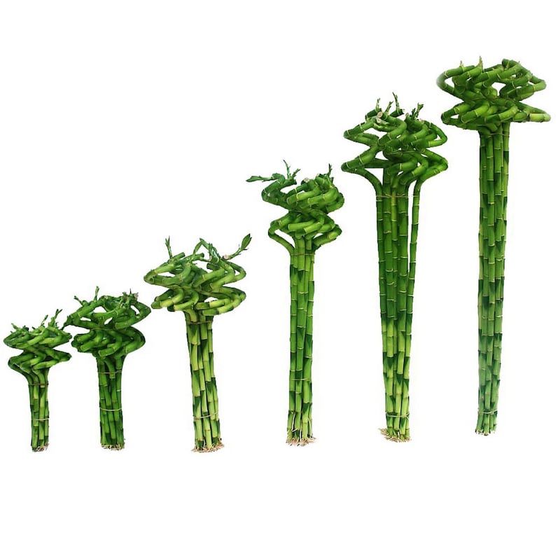 Set of 10 Curly Spiral Lucky Bamboo Stalks 30 Inches, 24 Inches, 18 Inches, 12 Inches, 8 Inches, or 6 Inches Long image 1