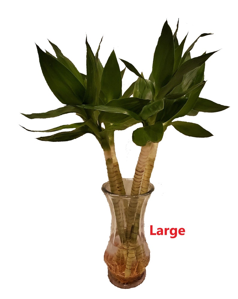 Set of Three Lotus Flower Lucky Bamboo Arrangement in Green Etsy