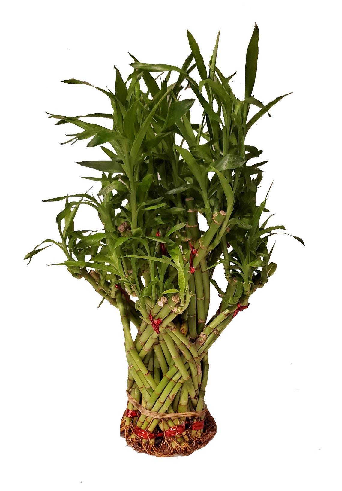 Dragon Bamboo Arrangement Etsy