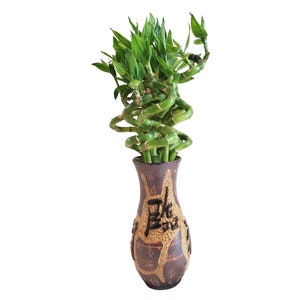 Set of 10 Curly Spiral Lucky Bamboo Stalks 30 Inches, 24 Inches, 18 Inches, 12 Inches, 8 Inches, or 6 Inches Long image 3