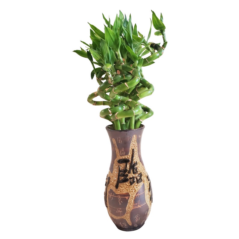 Set of 10 Curly Spiral Lucky Bamboo Stalks 30 Inches, 24 Inches, 18 Inches, 12 Inches, 8 Inches, or 6 Inches Long image 3