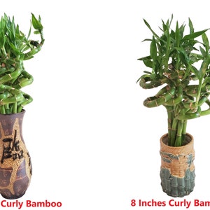 Set of 10 Curly Spiral Lucky Bamboo Stalks 30 Inches, 24 Inches, 18 Inches, 12 Inches, 8 Inches, or 6 Inches Long image 6