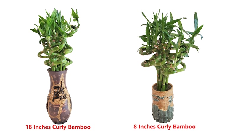 Set of 10 Curly Spiral Lucky Bamboo Stalks 30 Inches, 24 Inches, 18 Inches, 12 Inches, 8 Inches, or 6 Inches Long image 6