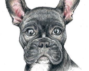 Frenchie illustration / art print / A4 and A5 size