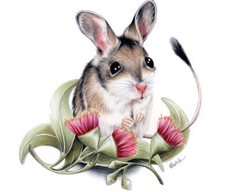 Hopping Mouse Gumnut Illustration / art print / A4 and A5 size