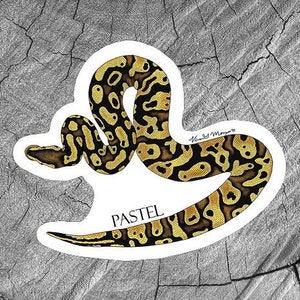 May include: A sticker of a pastel ball python snake with yellow and black markings. The sticker has the word "PASTEL" printed on it.