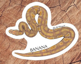 Ball Python Banana Morph Stickers, Laminated Stickers, Waterproof Stickers, Reptile Gifts, Snake Sticker