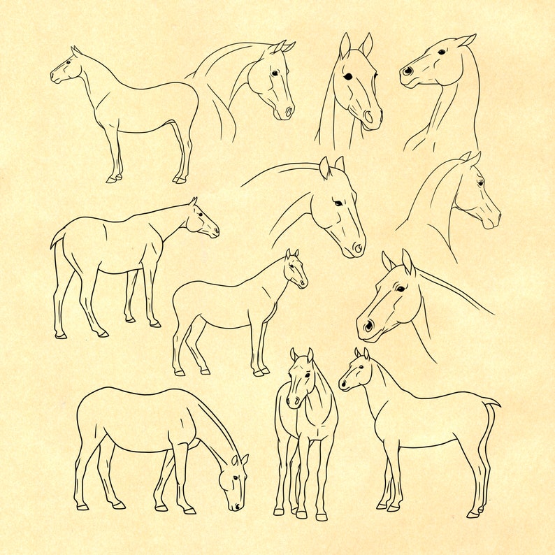 40 Horse Reference Stamps for Procreate, Dynamic Horse Procreate Stamps
