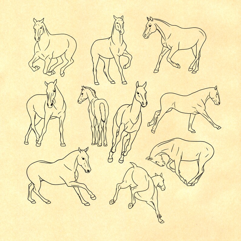 40 Horse Reference Stamps for Procreate, Dynamic Horse Procreate Stamps, Procreate Brushes