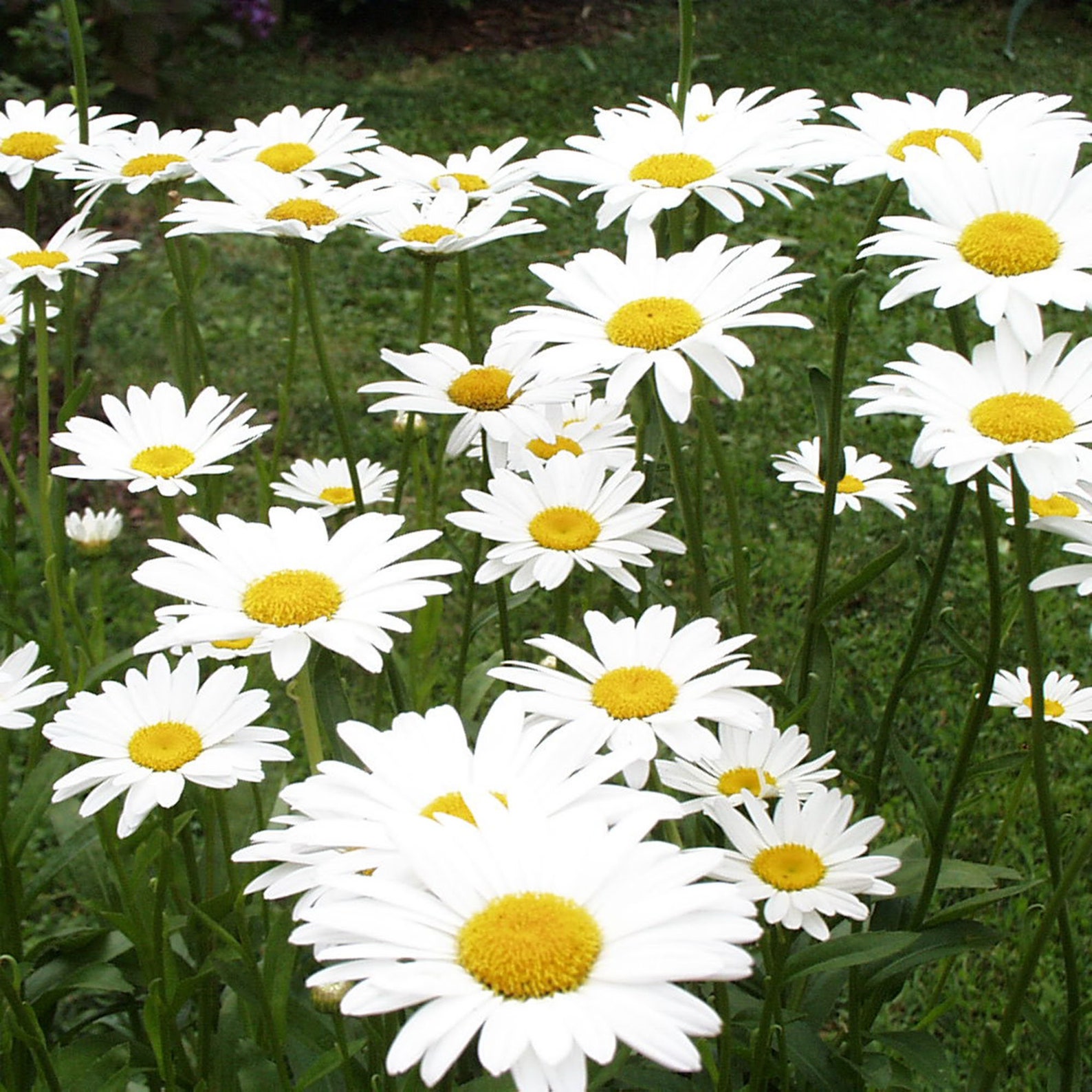 Daisy & Pink Geranium Plaster Casting Botanical Bas Relief Etsy