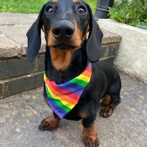 Pride Dog bandana, rainbow pet accessory, dog gift, lgbtq pride, badass dog bandanna, akt charity