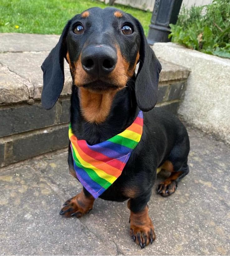 Pride Dog Bandana Rainbow Pet Accessory Dog Gift Lgbtq Pride Badass Dog Bandanna Akt Charity Etsy Canada