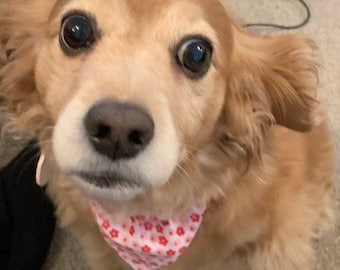 Pretty dog bandana, slide over collar, flower dog scarf