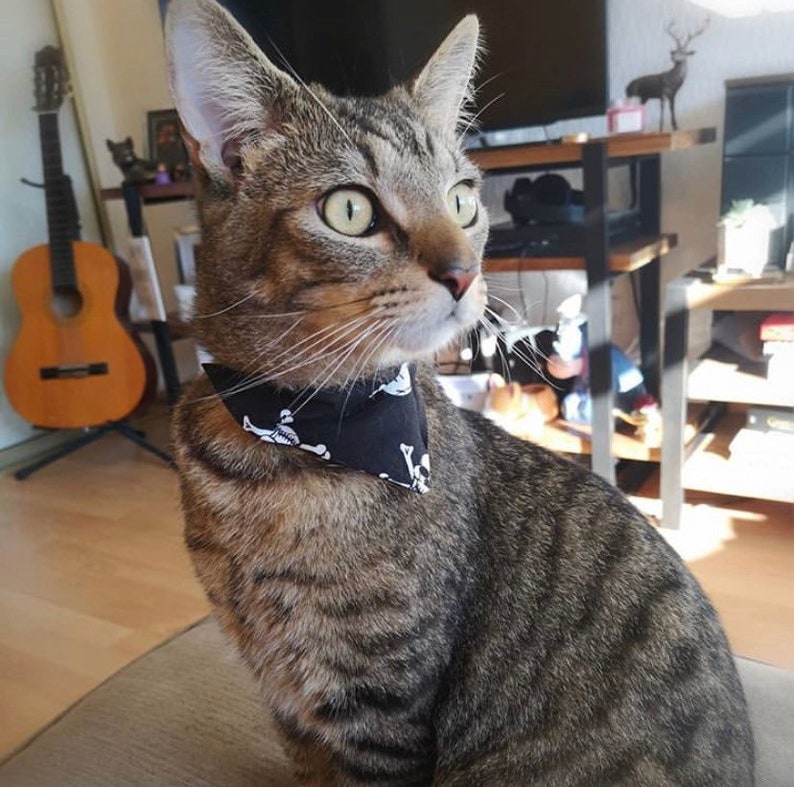 skull n crossbones crazy cat lady slides over collar Pirate cat bandana badass cat gift cat fashion black and white cat bandanna