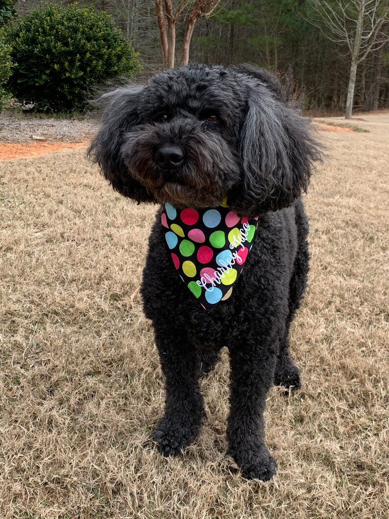 polka dot dog bandana
