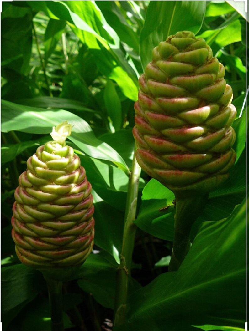 A PineCone Ginger / Shampoo Ginger Rhizomes Zingiber Etsy