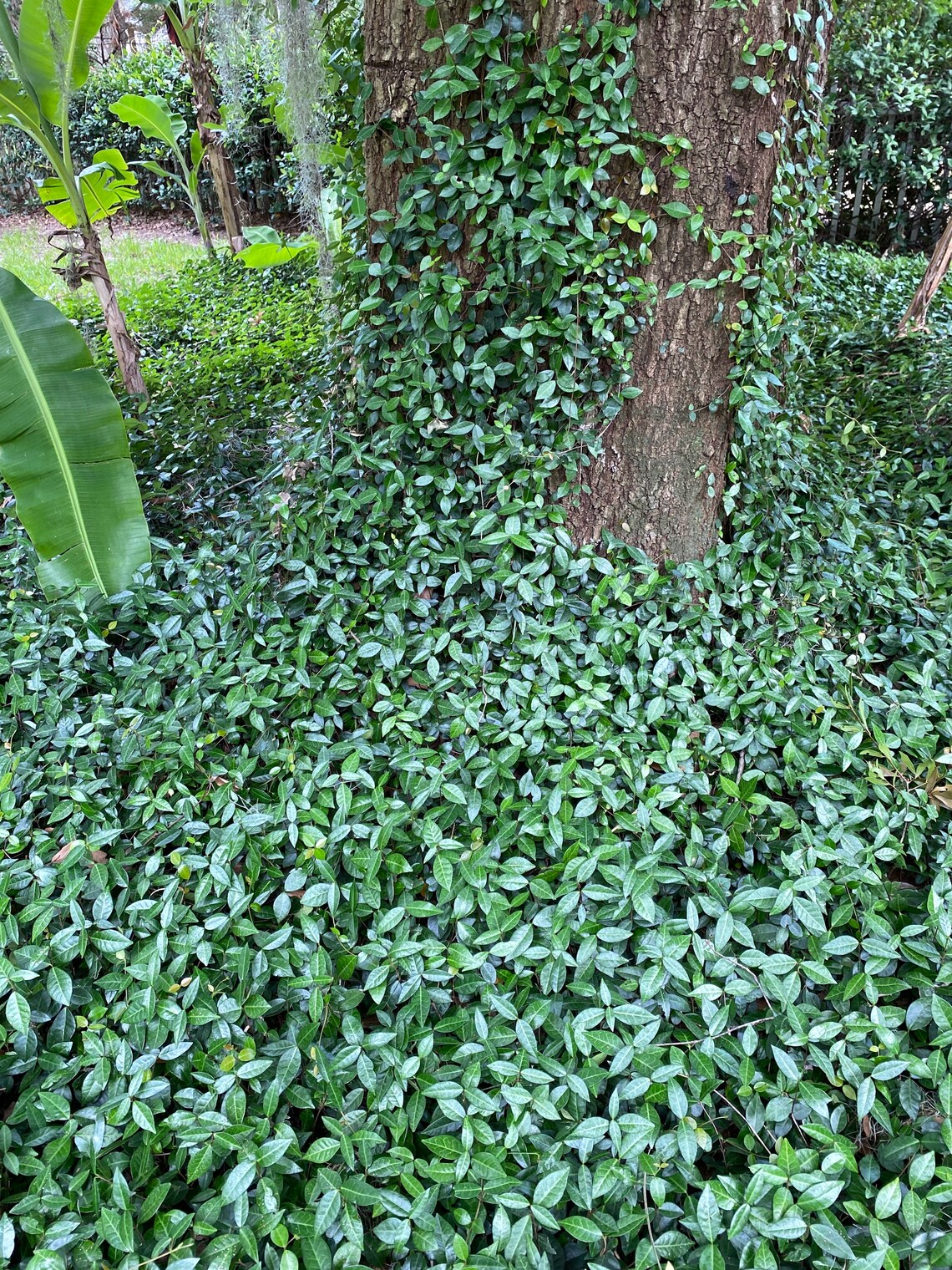 An Asiatic Star Jasmine single plant rooted Etsy