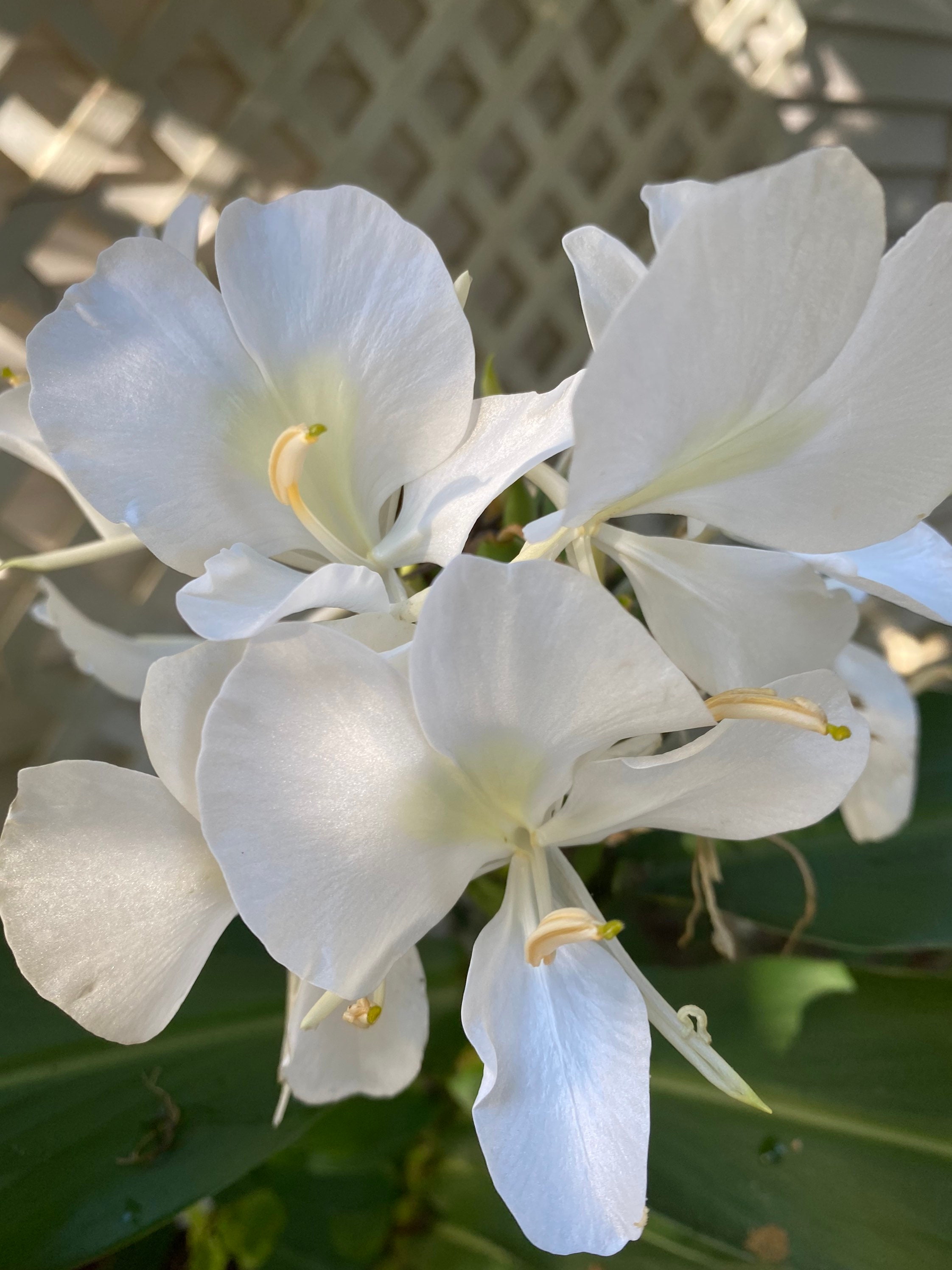 White Ginger Lily |Butterfly Ginger Lily