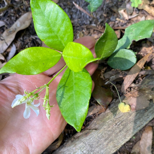 Confederate Jasmine Etsy