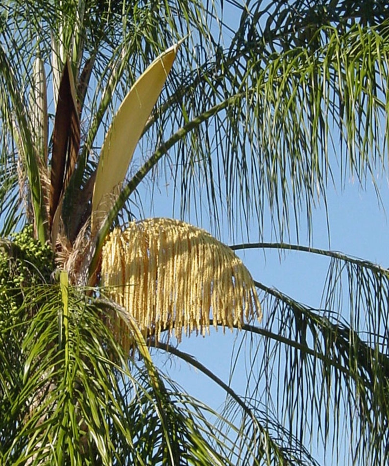 A Silver Queen Palm Syagrus romanzoffiana variety littorale | Etsy