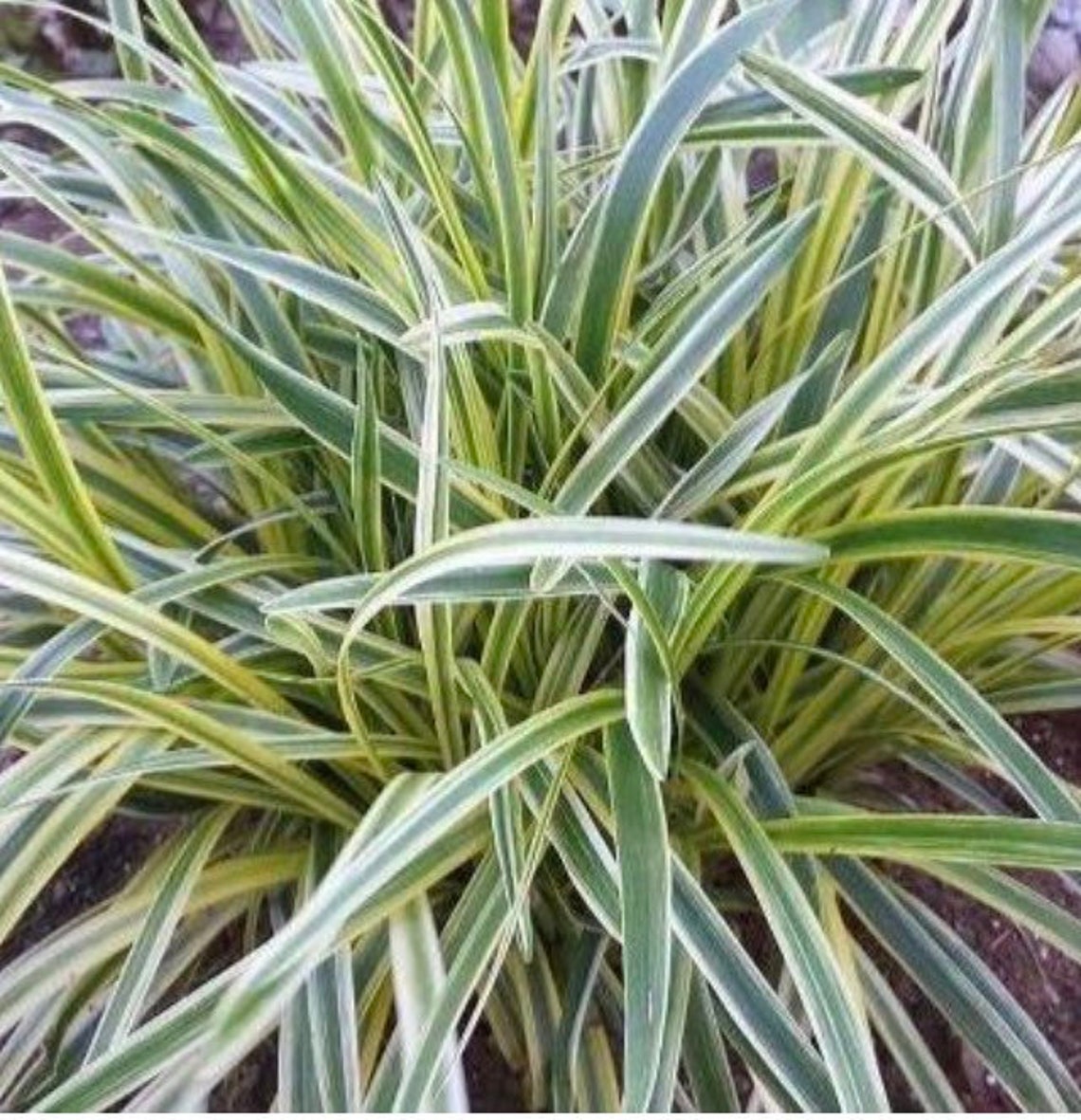 Liriope Variegated monkey grass Etsy