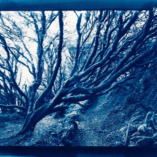 Laugh Hyne ancient trees, original cyanotype print, hand processed photograph
