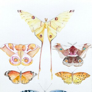 Motten und Schmetterlinge aus Madagaskar
