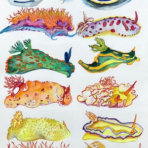 Nudibranchs