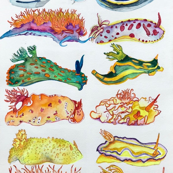 Nudibranches