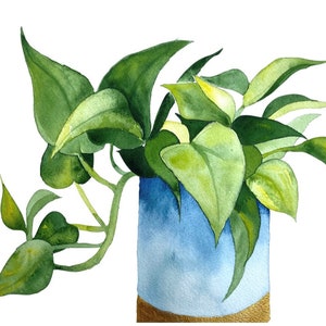 Pothos Plant Watercolor Art Prints