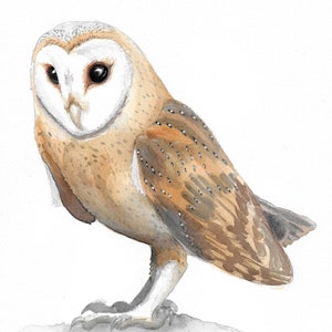 Barn Owl Watercolor Print